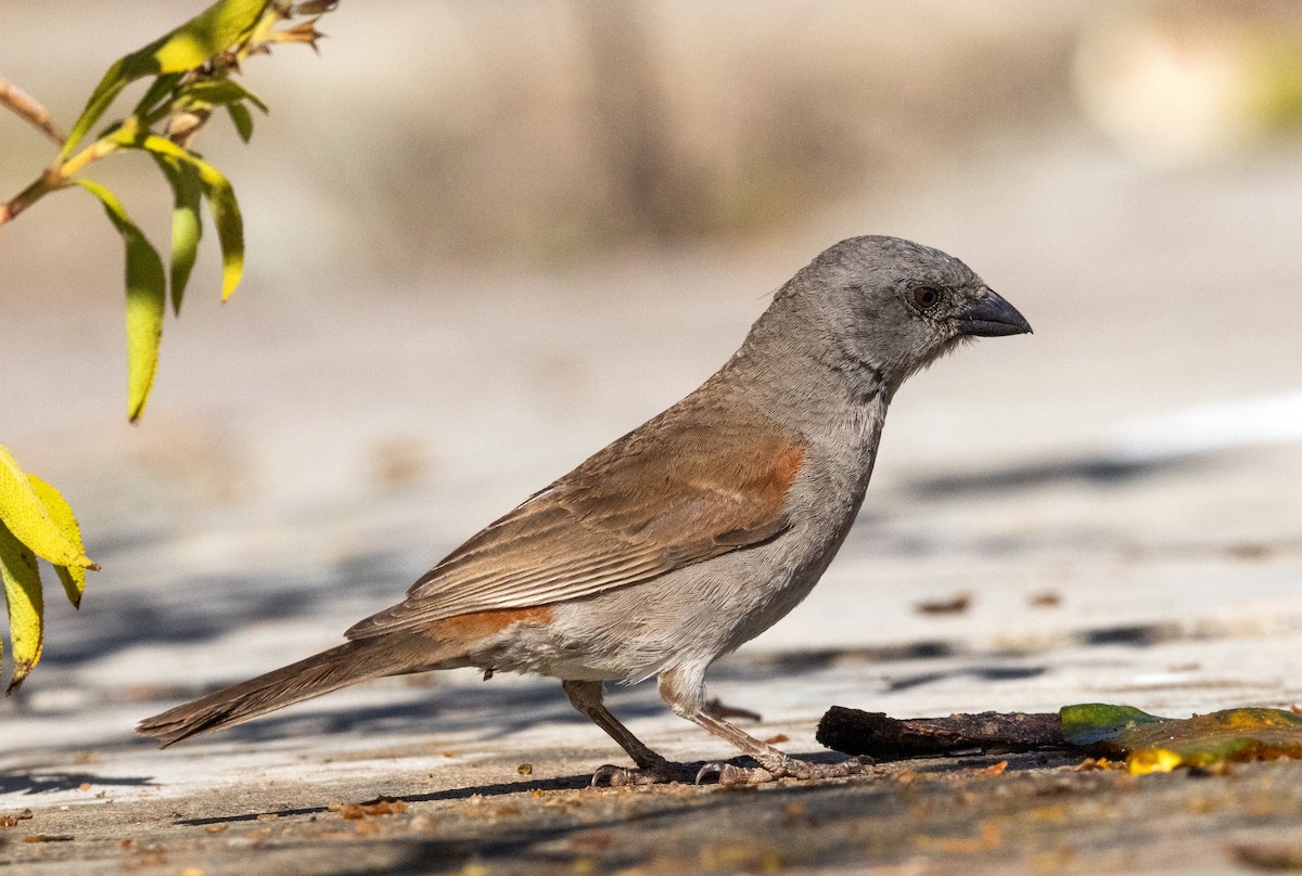 Swainson's Sparrow - ML641020809