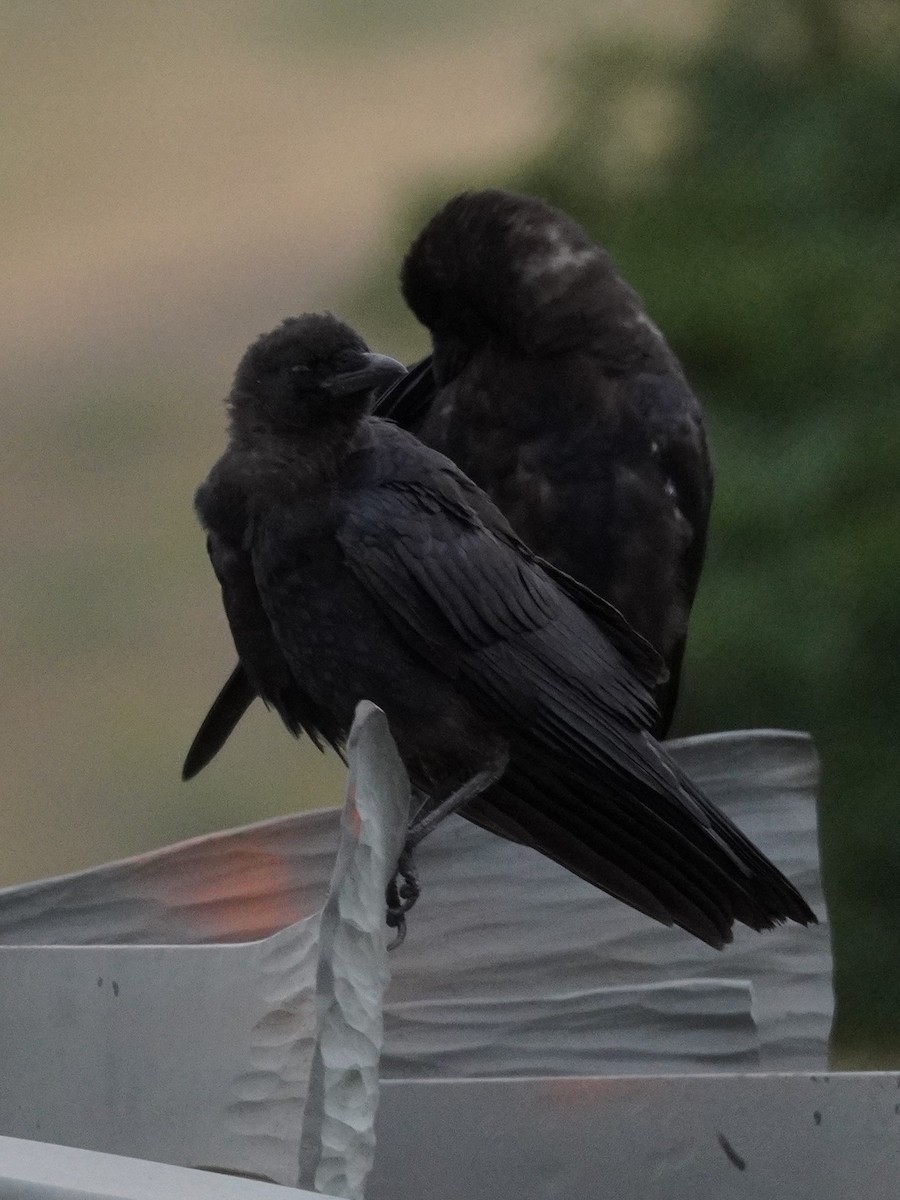 American Crow - ML641020822