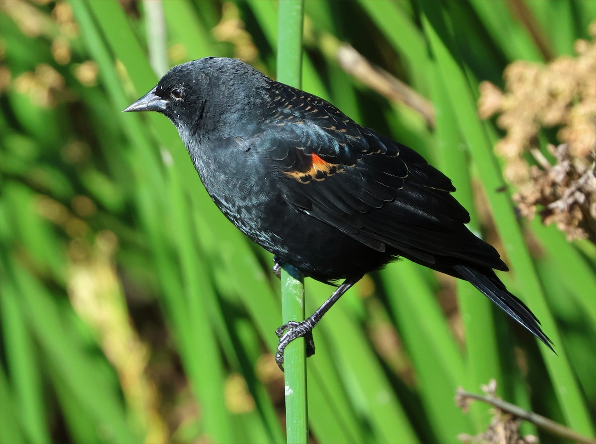 Red-winged Blackbird (California Bicolored) - ML641020840