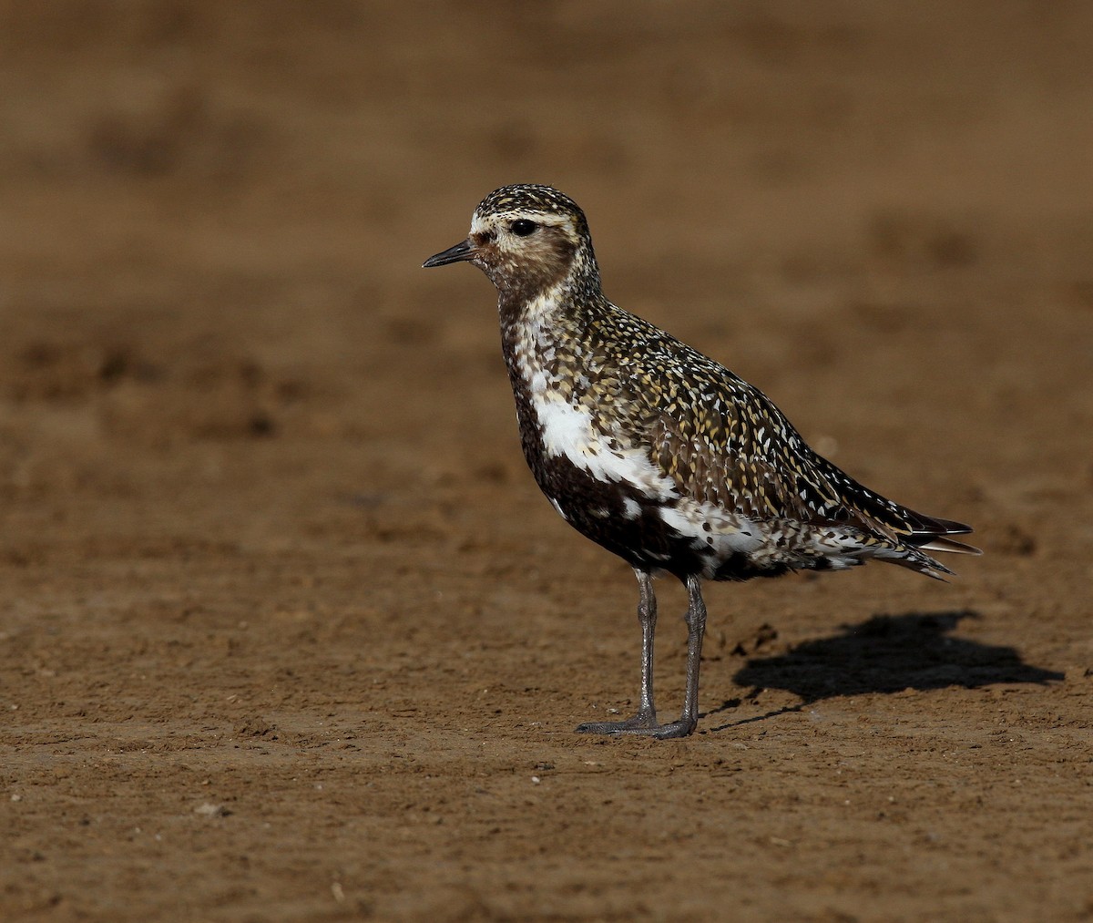 European Golden-Plover - ML641020852