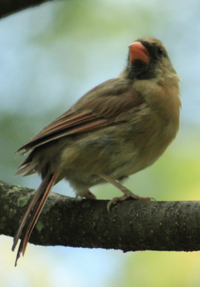 Northern Cardinal - ML641020870