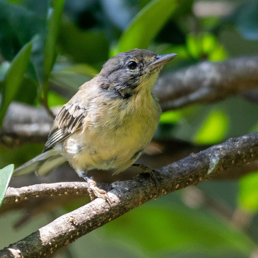Pine Warbler - ML641020880