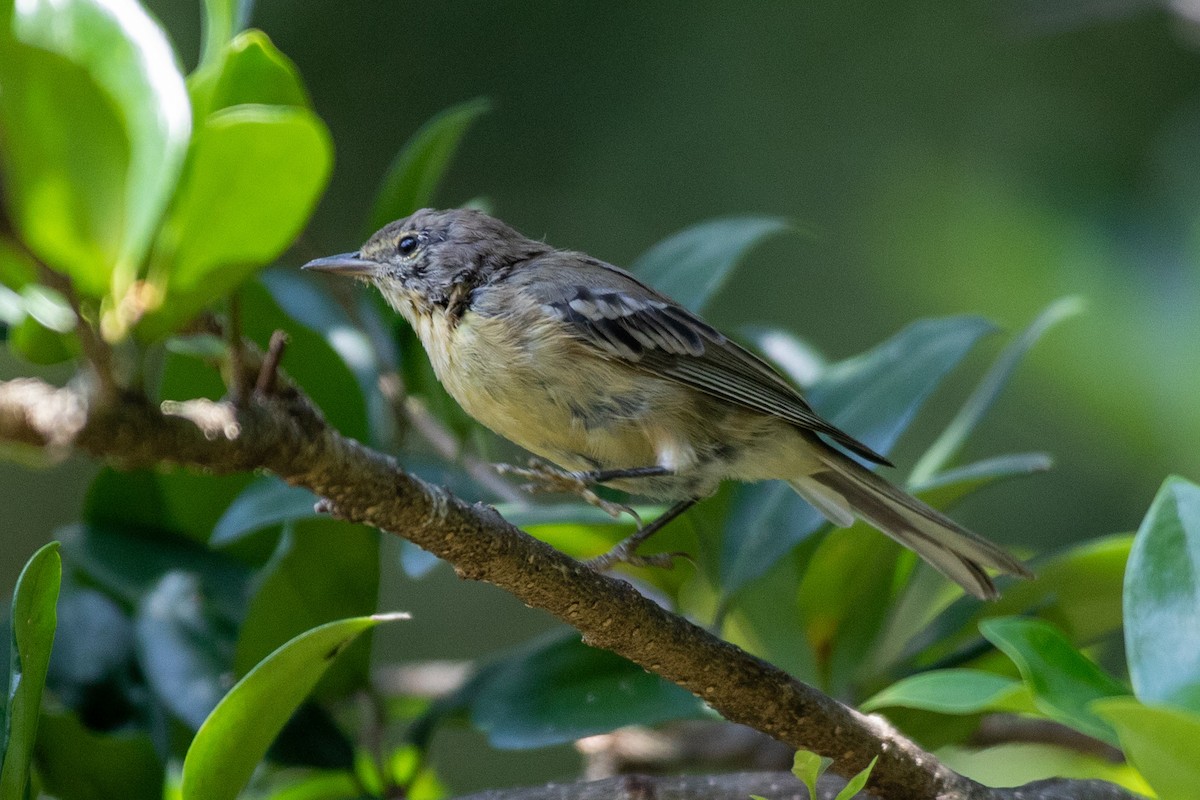 Pine Warbler - ML641020881