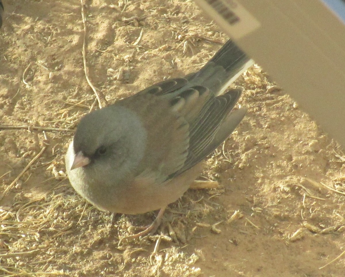 Dark-eyed Junco (Gray-headed) - ML641020901