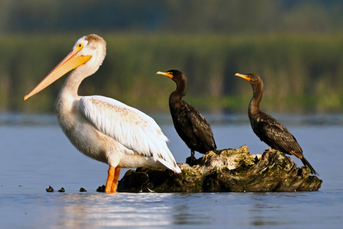 American White Pelican - ML641020934