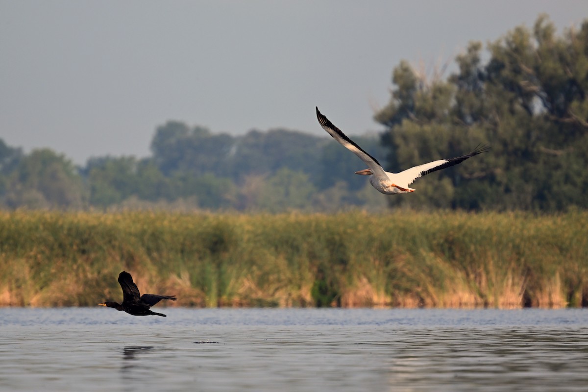 American White Pelican - ML641020935