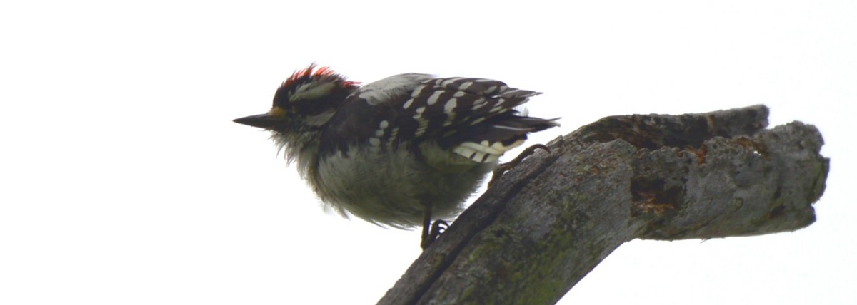 Downy Woodpecker - ML641020936