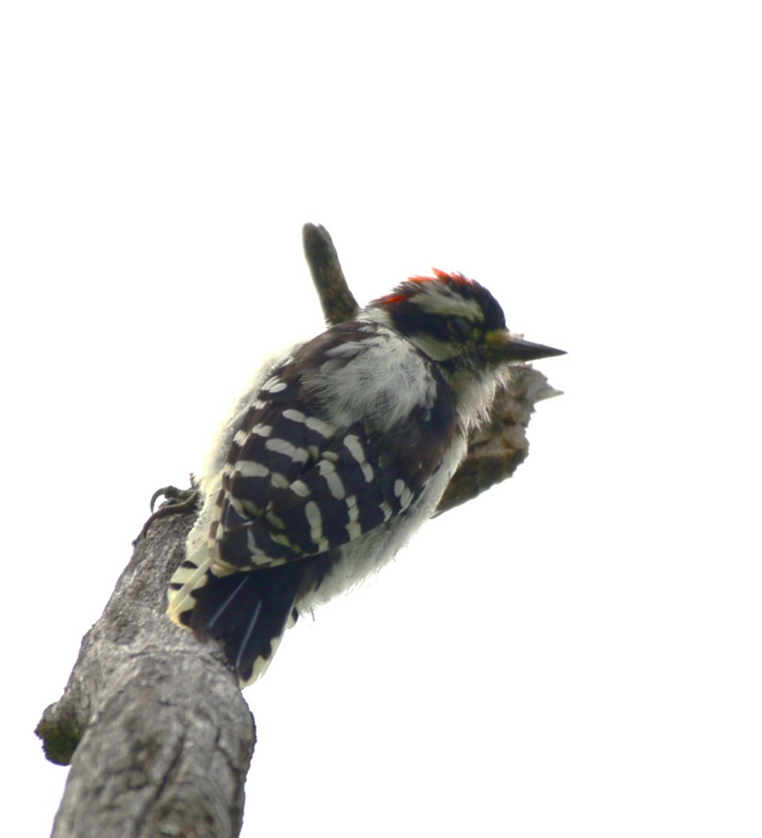 Downy Woodpecker - ML641020937