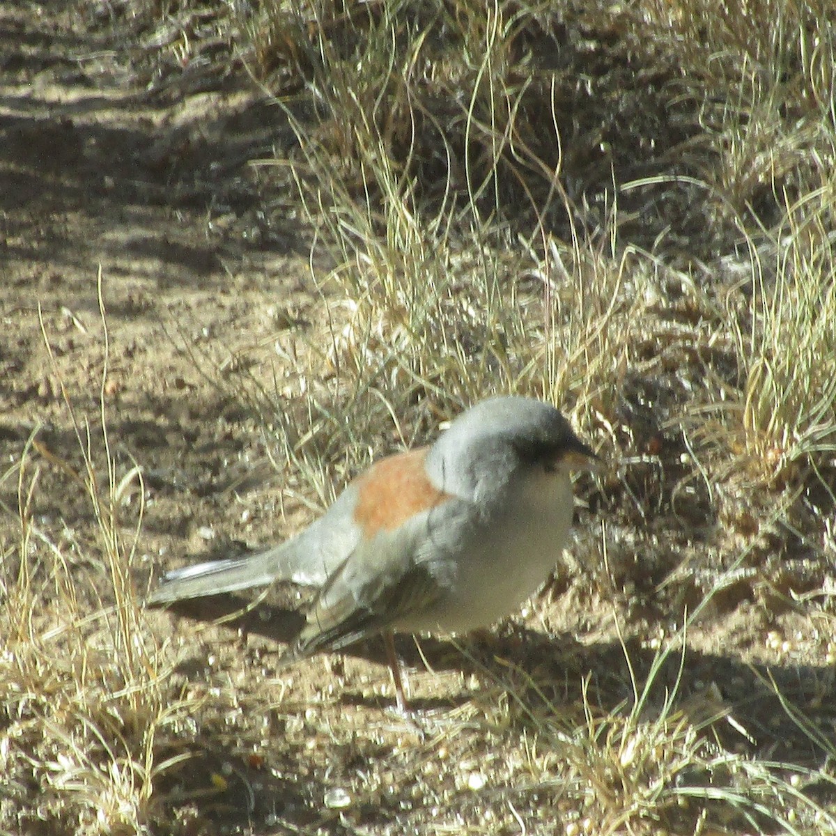 Dark-eyed Junco - ML641020961