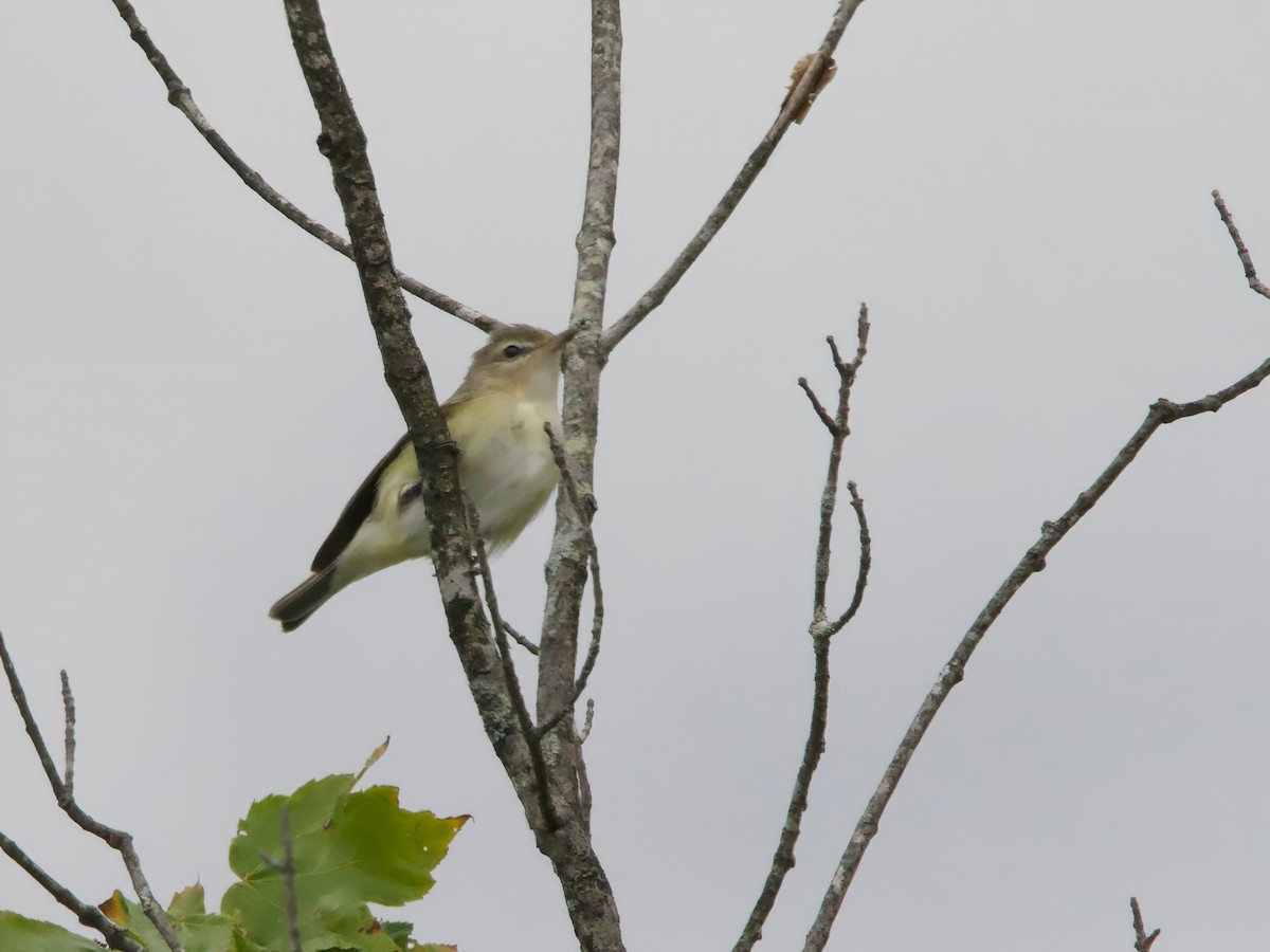 Warbling Vireo - ML641020963
