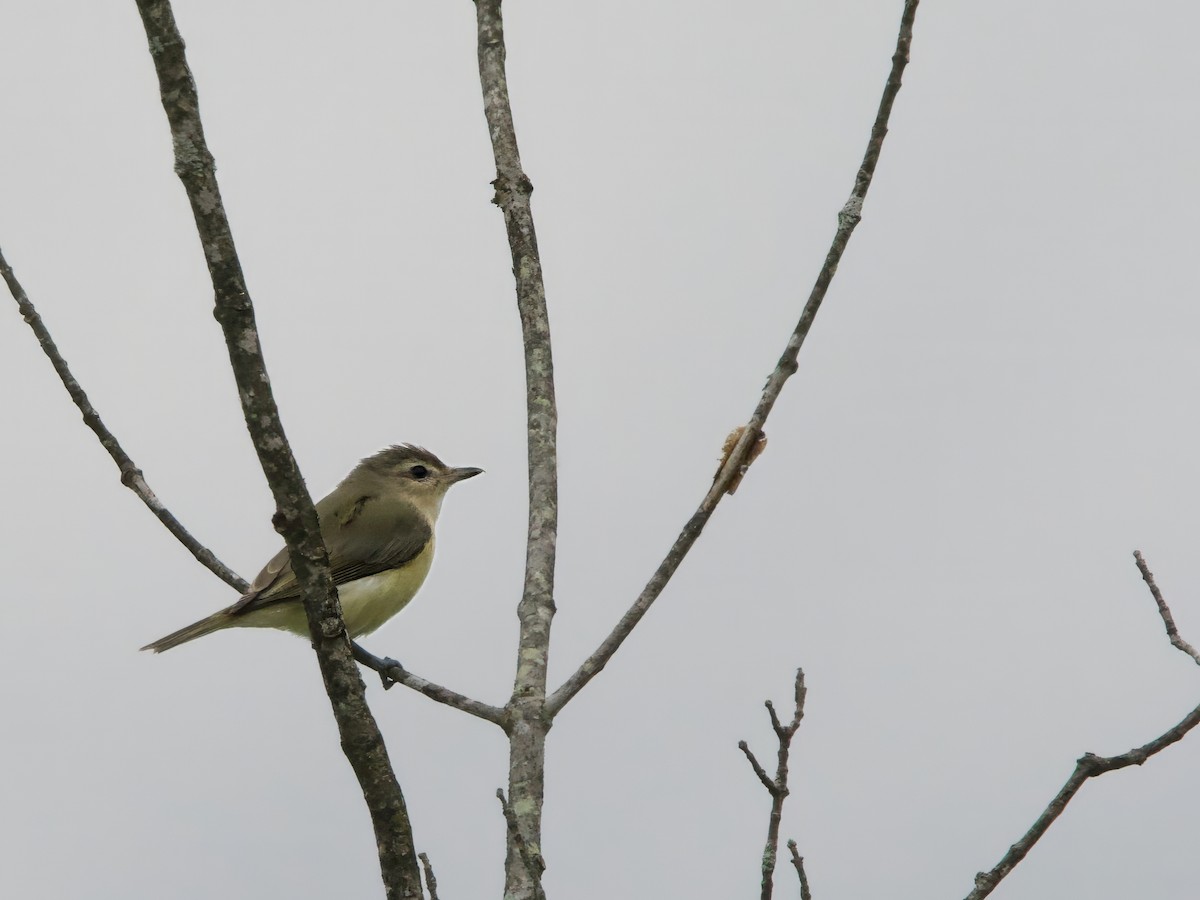 Warbling Vireo - ML641020964