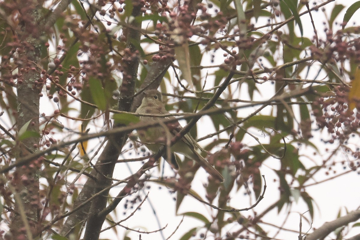 Sierran Elaenia - ML641020968