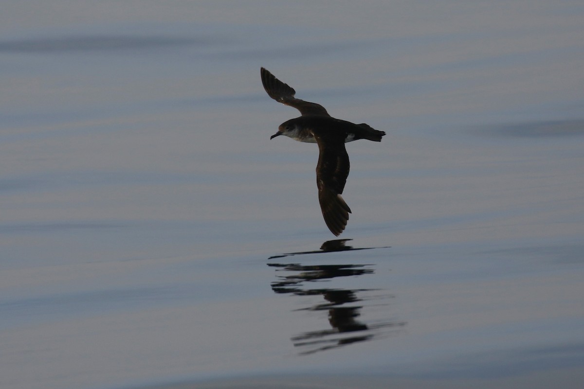 Manx Shearwater - ML641020972