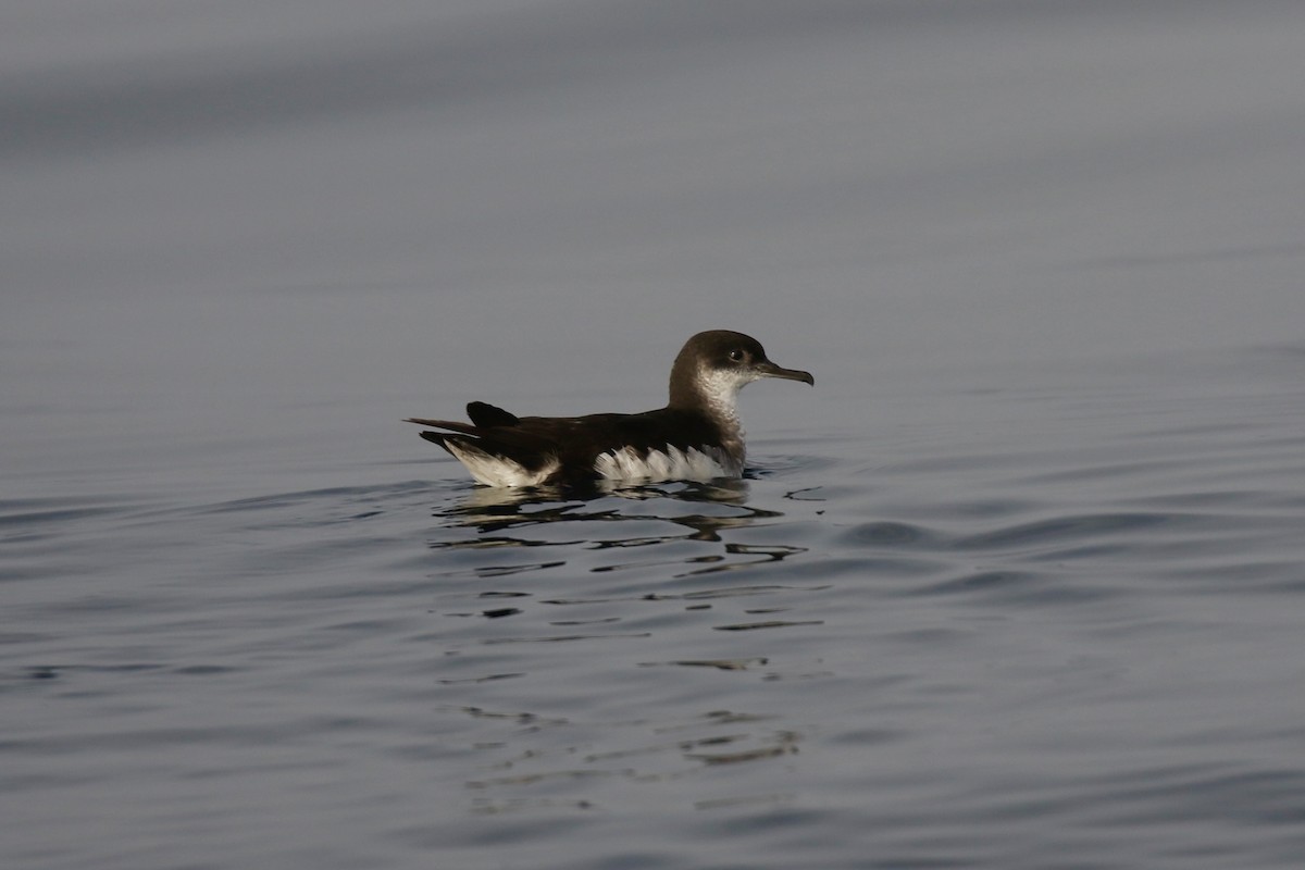 Manx Shearwater - ML641020973