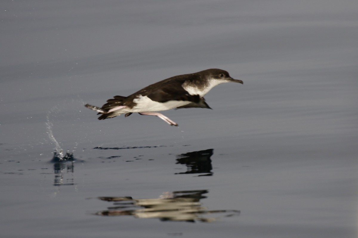 Manx Shearwater - ML641020974
