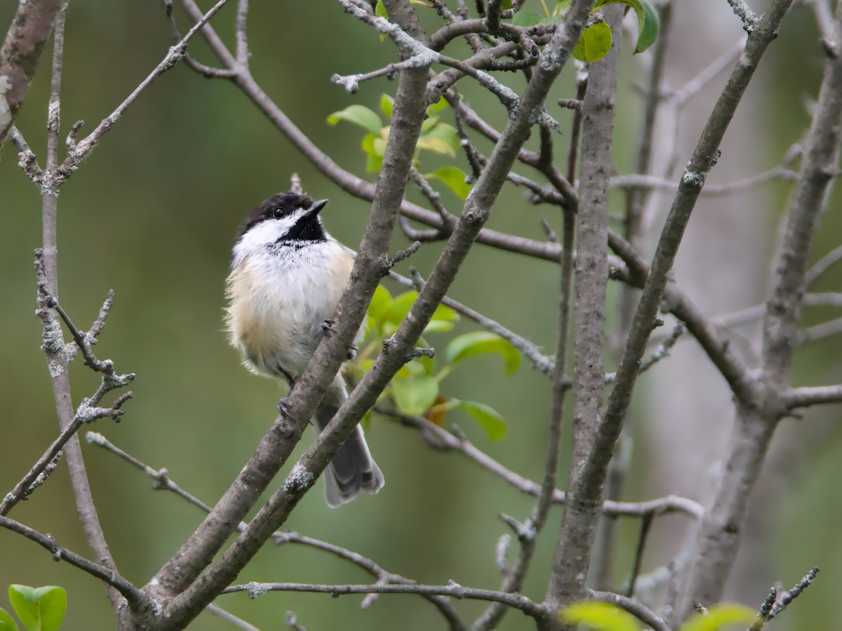 Black-capped Chickadee - ML641020977