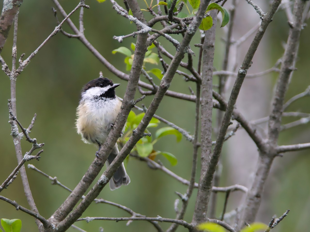 Black-capped Chickadee - ML641020985