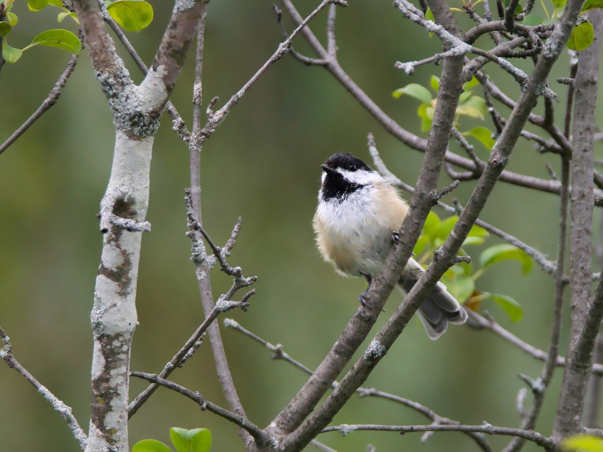 Black-capped Chickadee - ML641020986