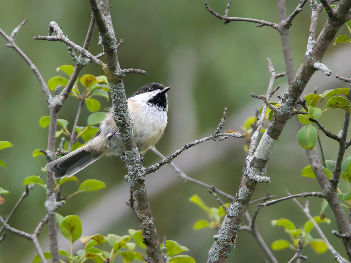 Black-capped Chickadee - ML641020987