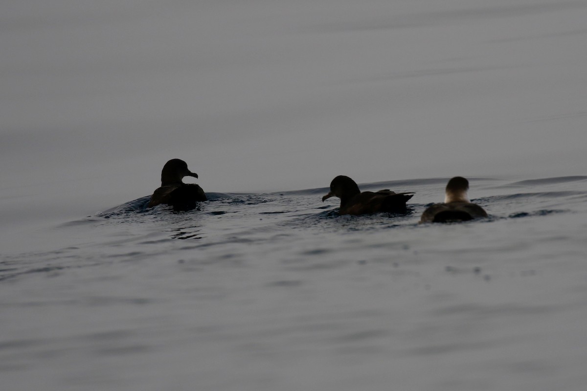 灰水薙鳥 - ML641021010