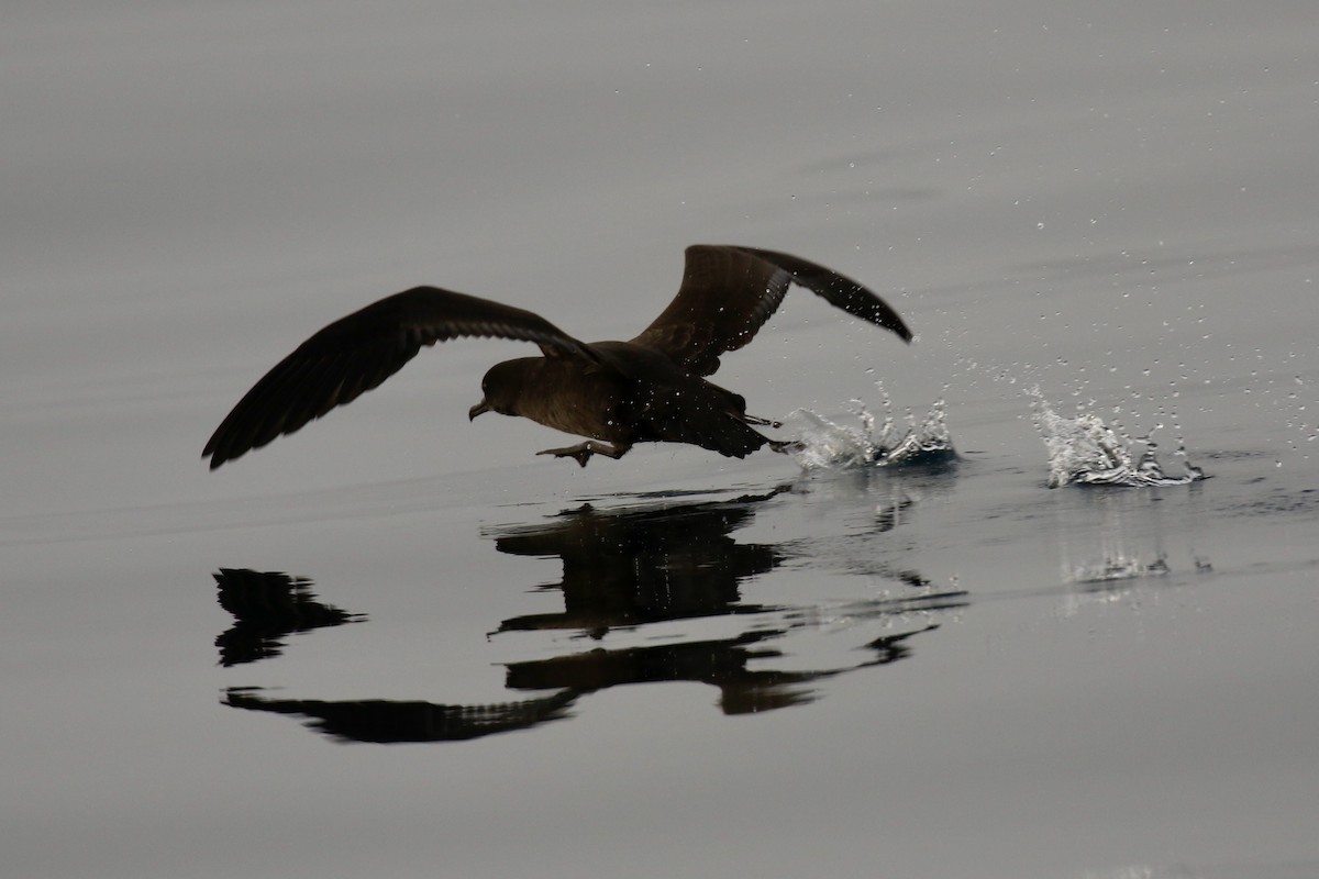 灰水薙鳥 - ML641021011