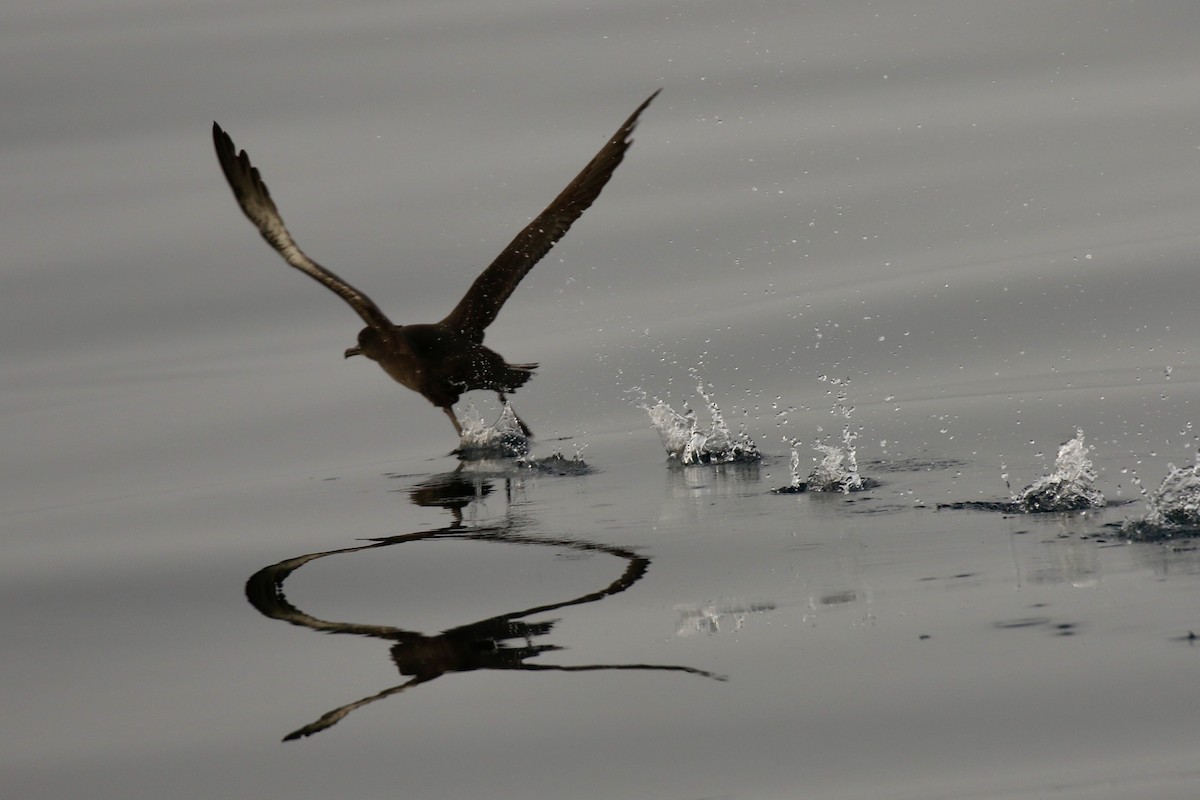 灰水薙鳥 - ML641021012