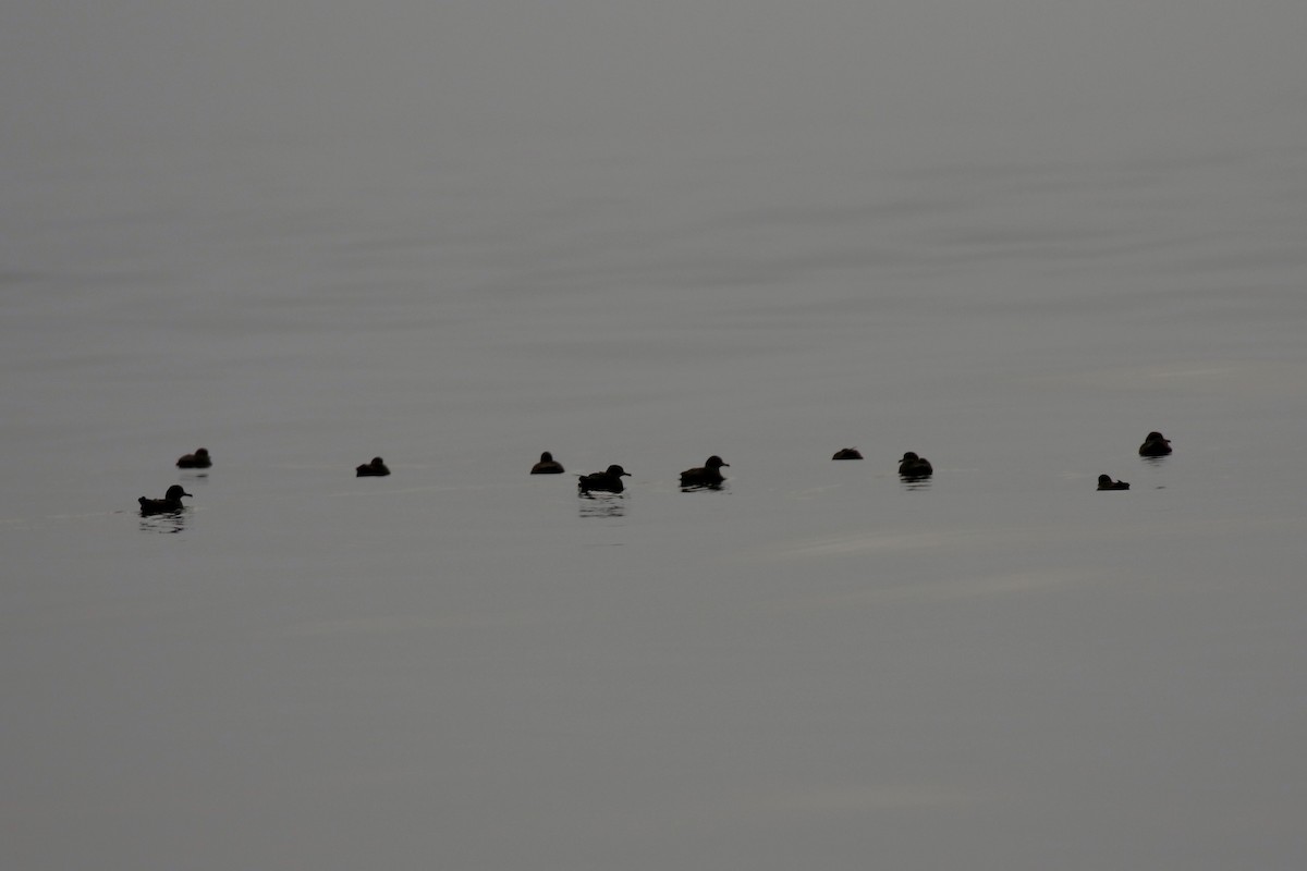 灰水薙鳥 - ML641021013