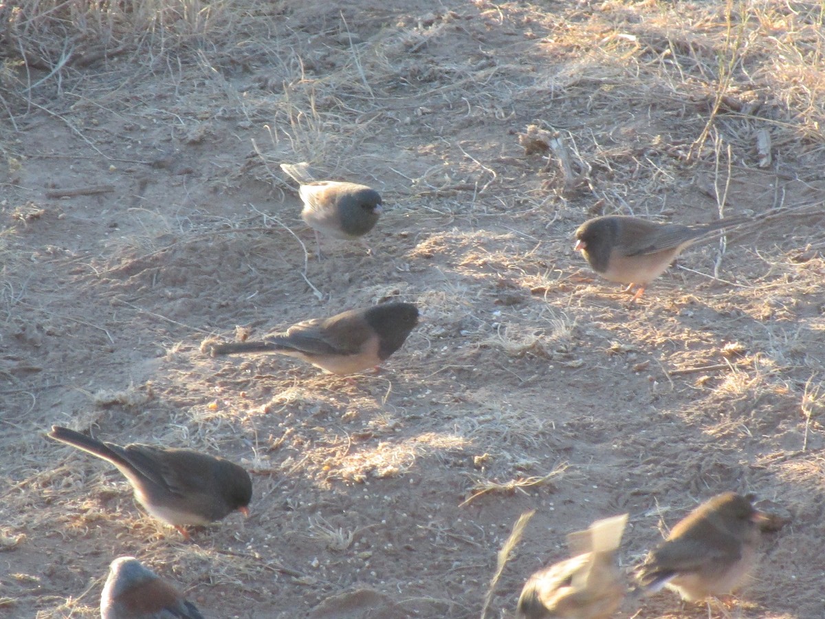 Dark-eyed Junco - ML641021018