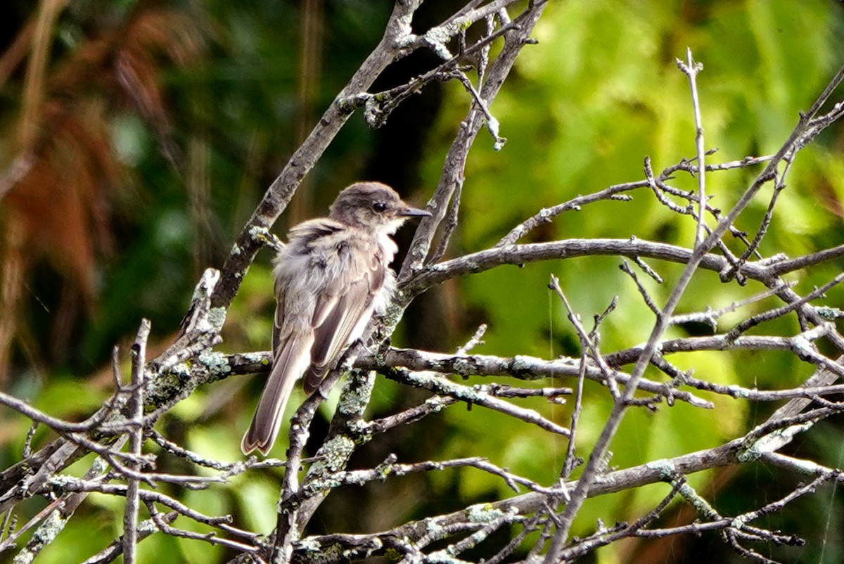Eastern Phoebe - ML641021033