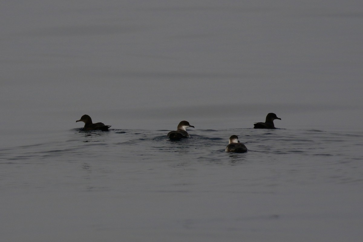 Great Shearwater - ML641021064