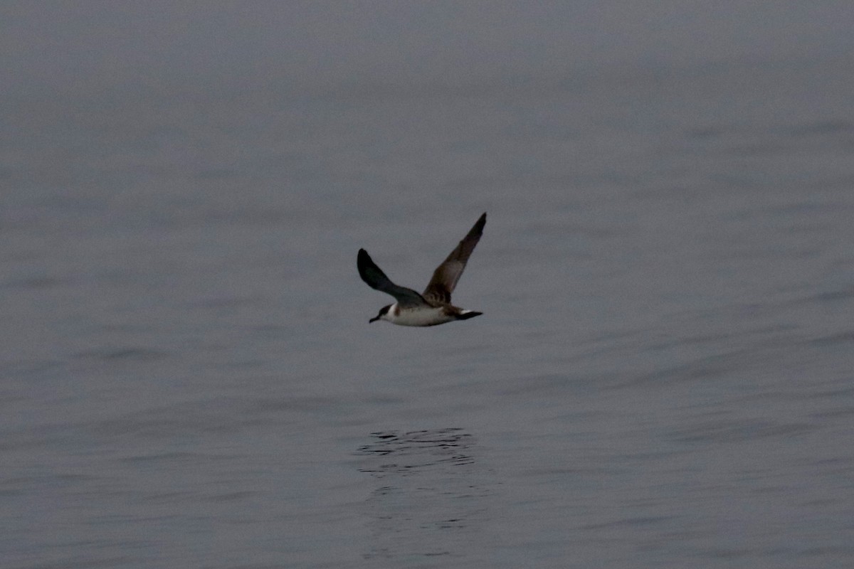 Great Shearwater - ML641021065