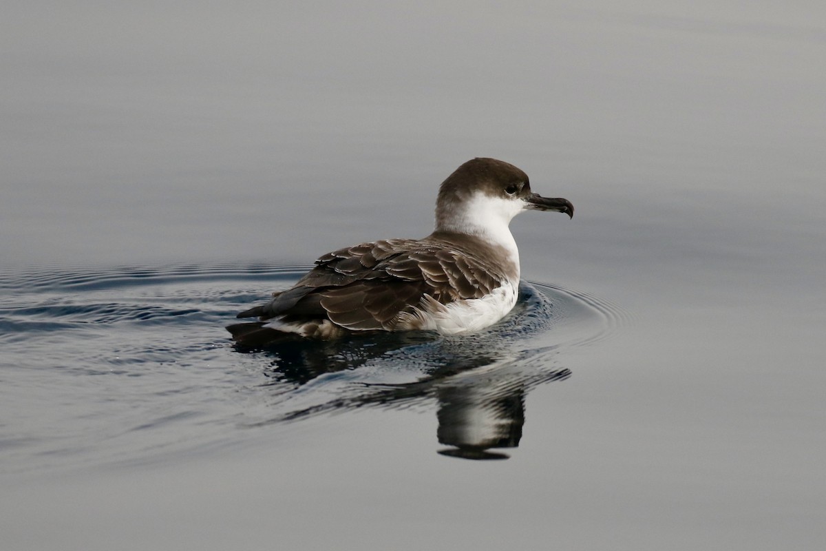 Great Shearwater - ML641021066