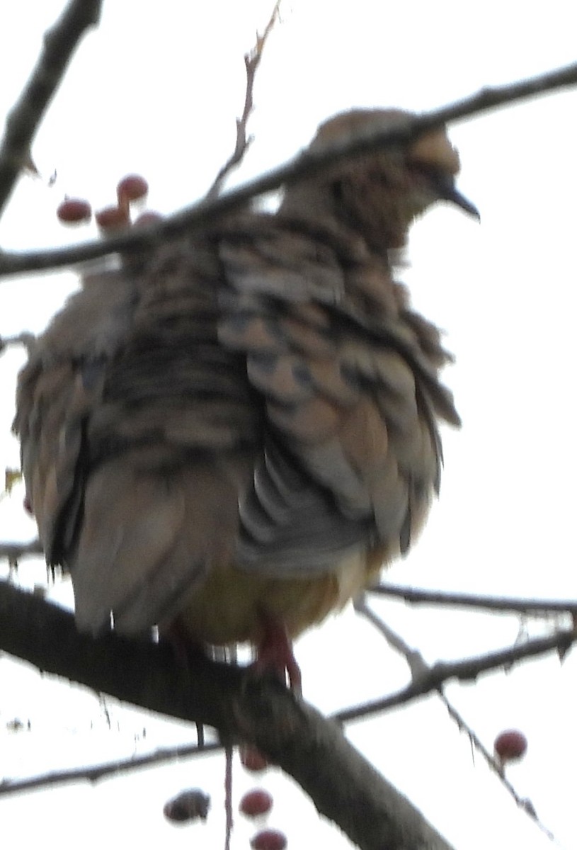 Mourning Dove - ML641021074