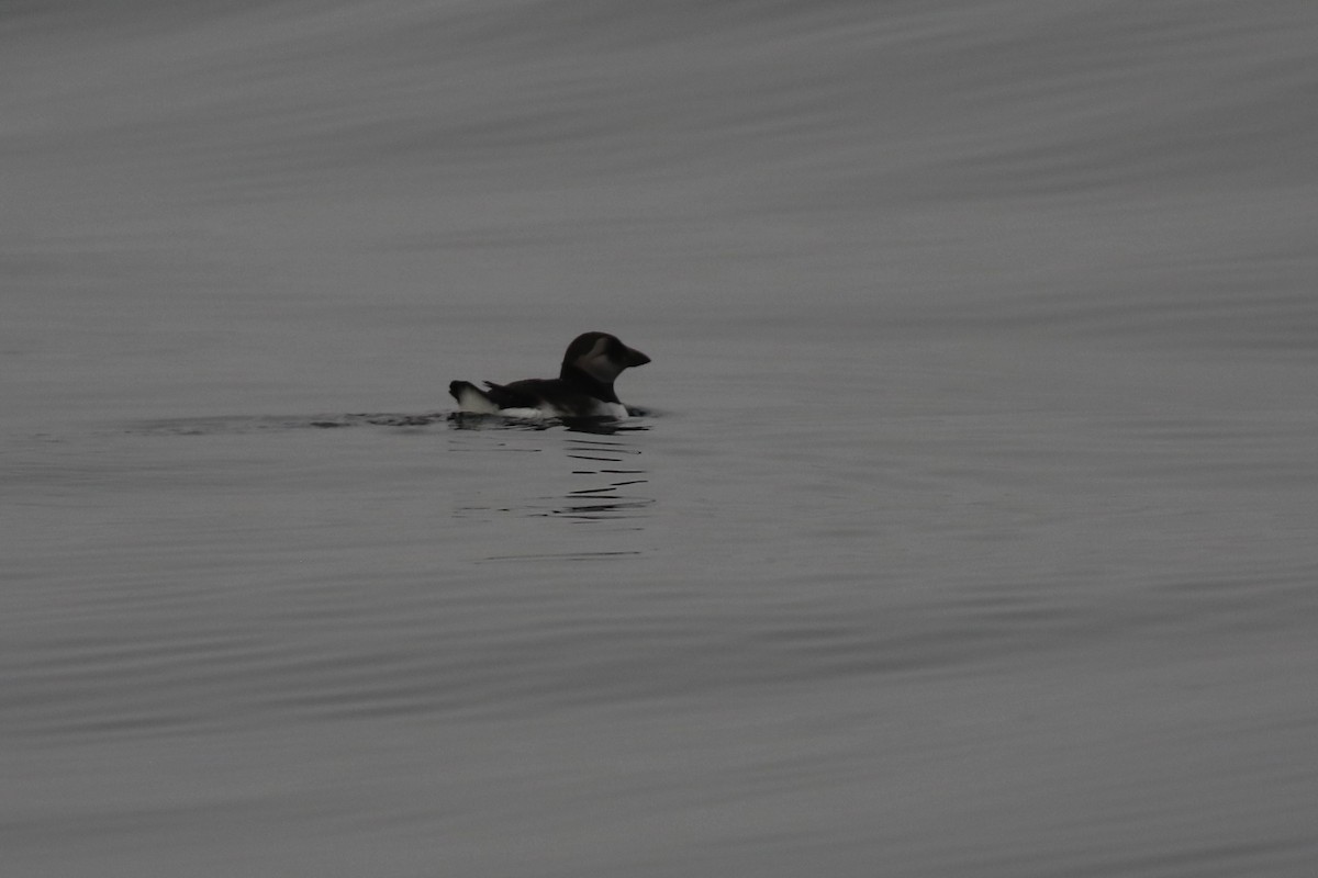 Atlantic Puffin - ML641021077