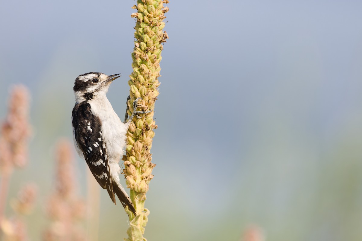 Downy Woodpecker (Rocky Mts.) - ML641021157