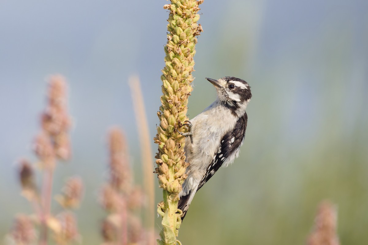 Downy Woodpecker (Rocky Mts.) - ML641021161