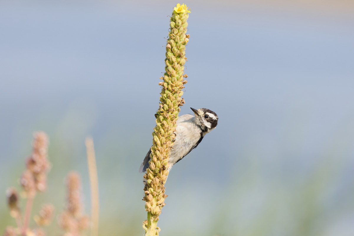 Downy Woodpecker (Rocky Mts.) - ML641021163