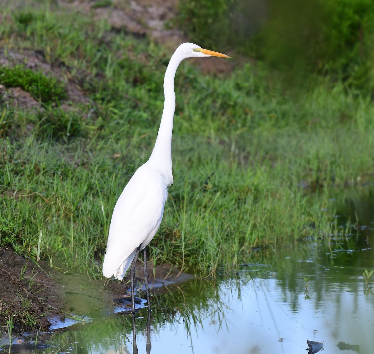 Great Egret - ML641021255