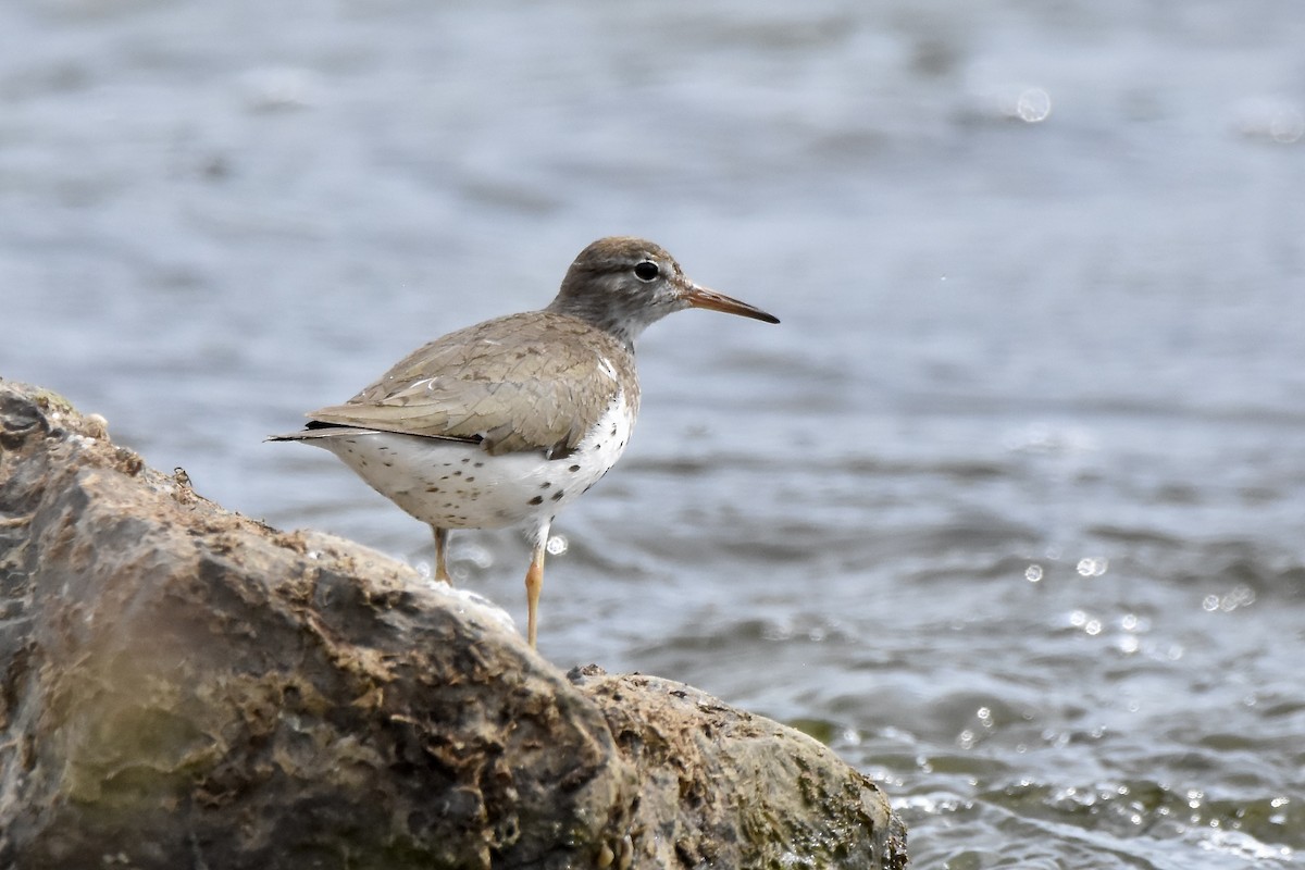 Spotted Sandpiper - ML641021257