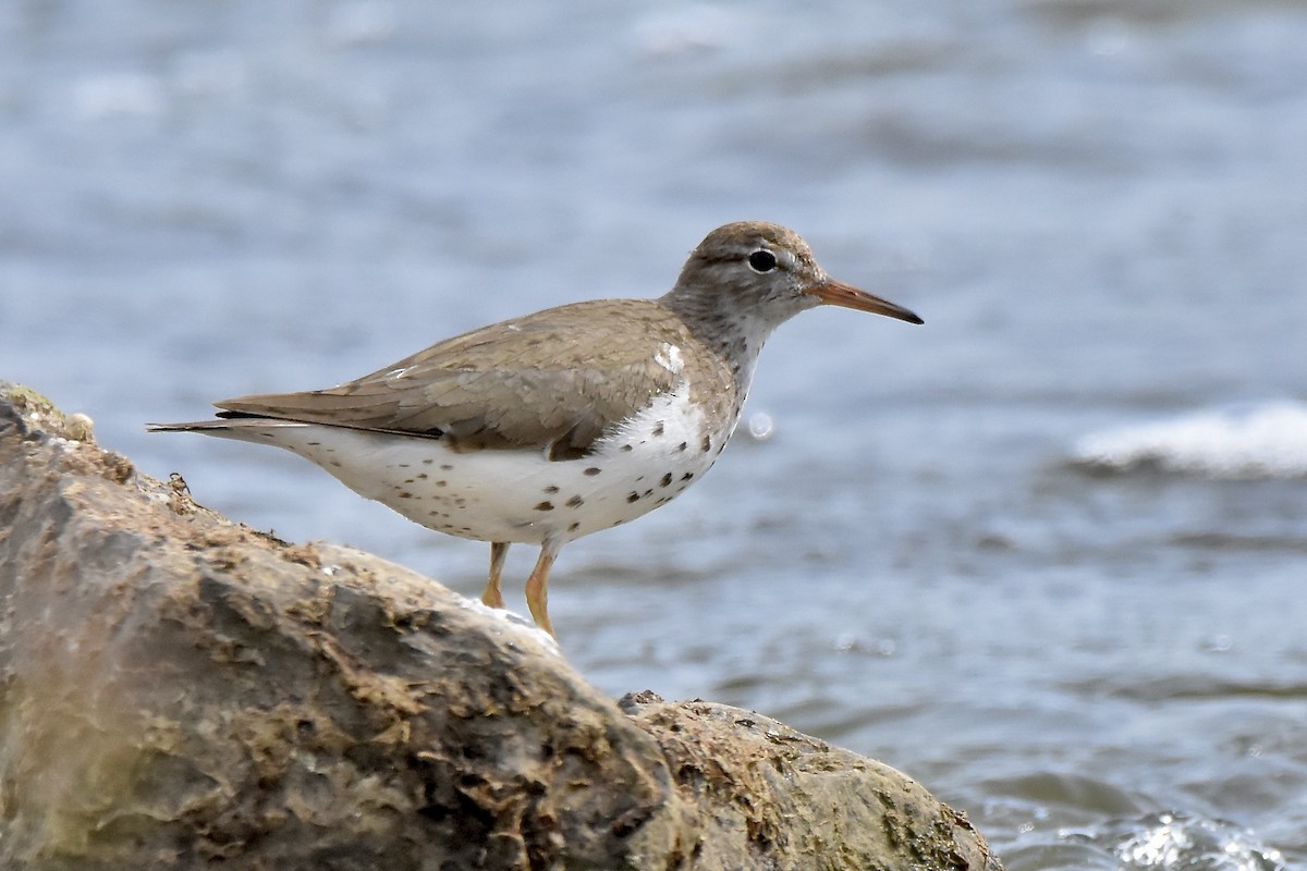 Spotted Sandpiper - ML641021258