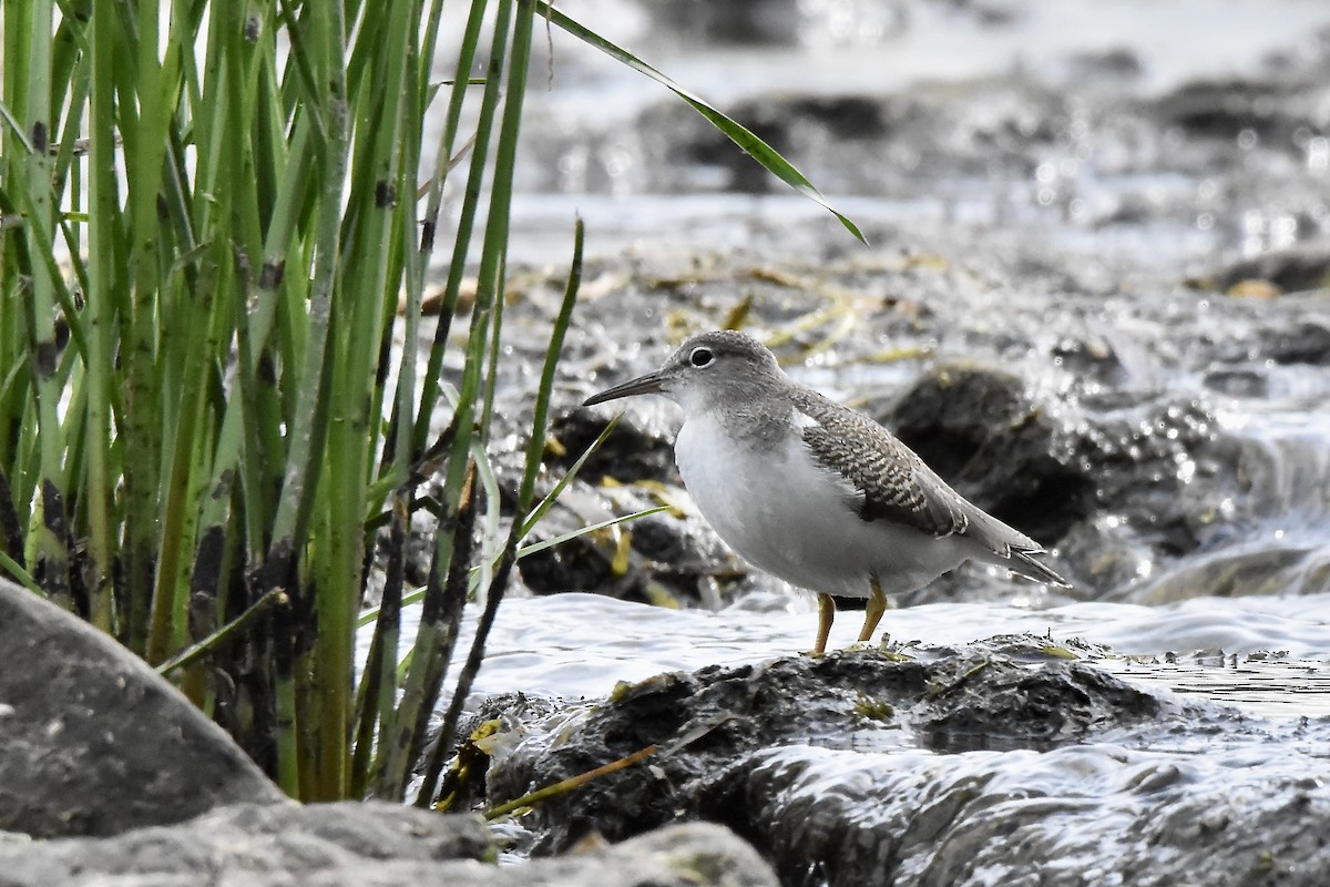 Spotted Sandpiper - ML641021261