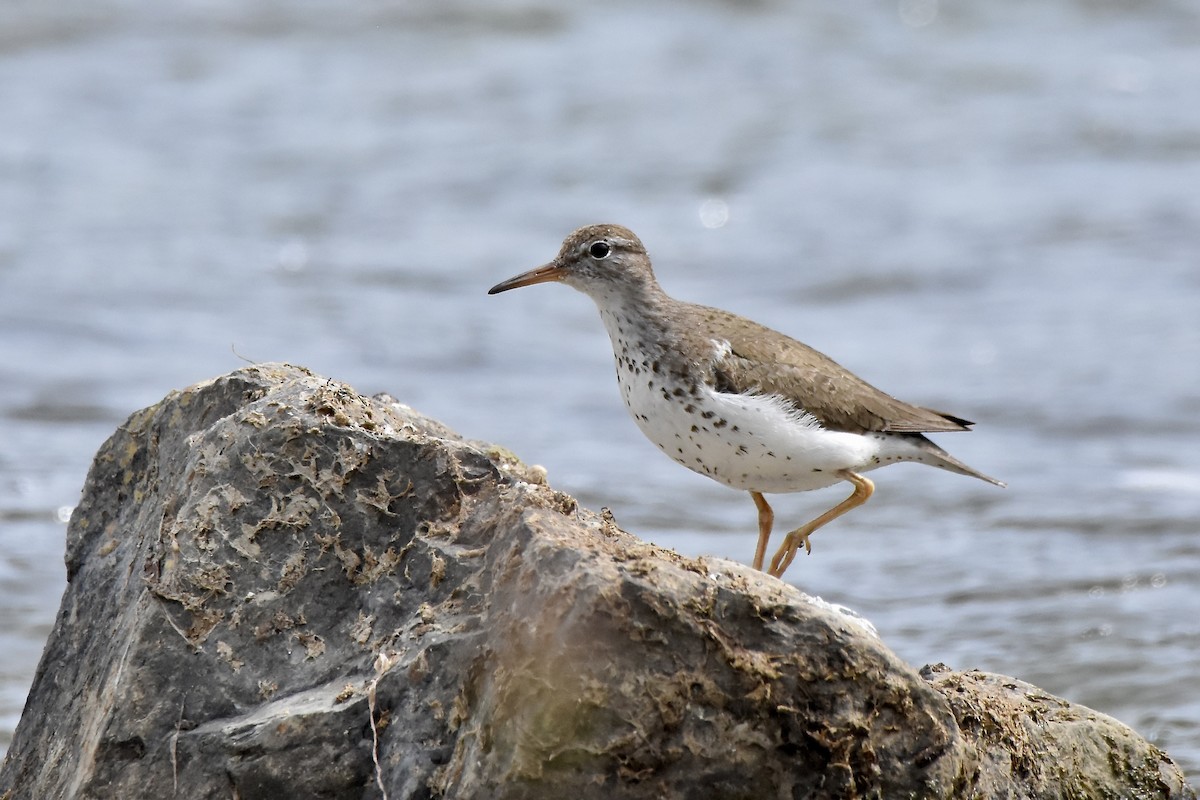 Spotted Sandpiper - ML641021262