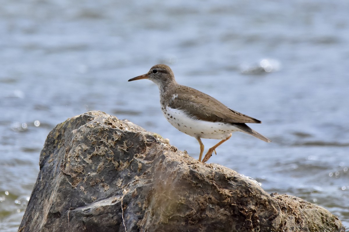 Spotted Sandpiper - ML641021263
