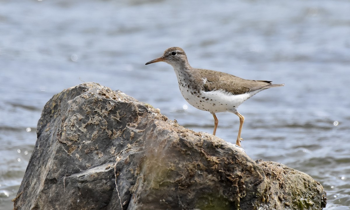 Spotted Sandpiper - ML641021264