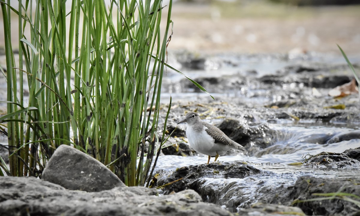 Spotted Sandpiper - ML641021265