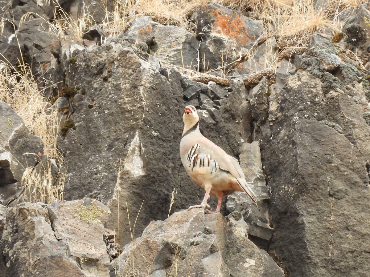Chukar - ML641021266