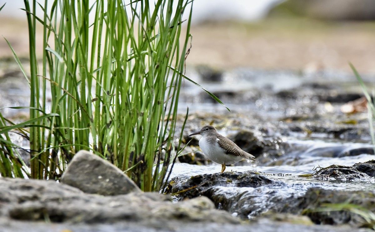 Spotted Sandpiper - ML641021267