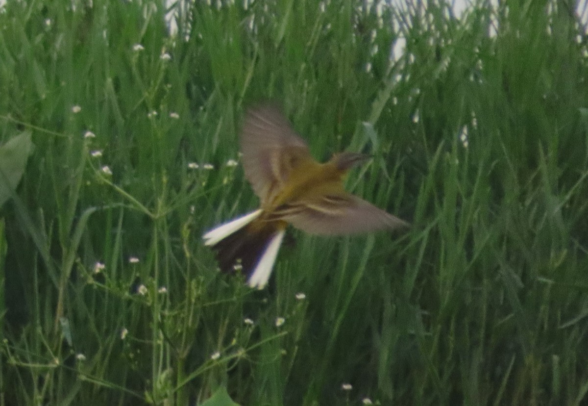 Western Yellow Wagtail - ML641021268