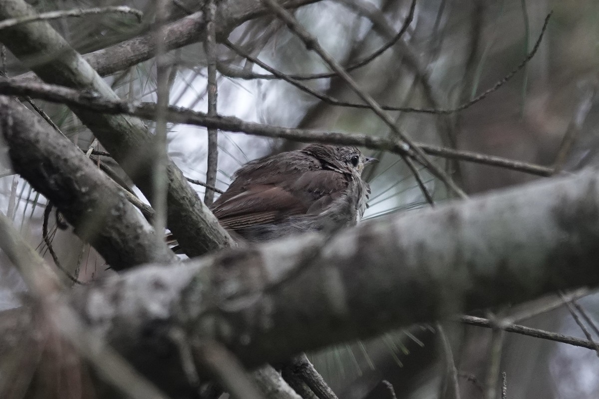 Hermit Thrush - ML641021272