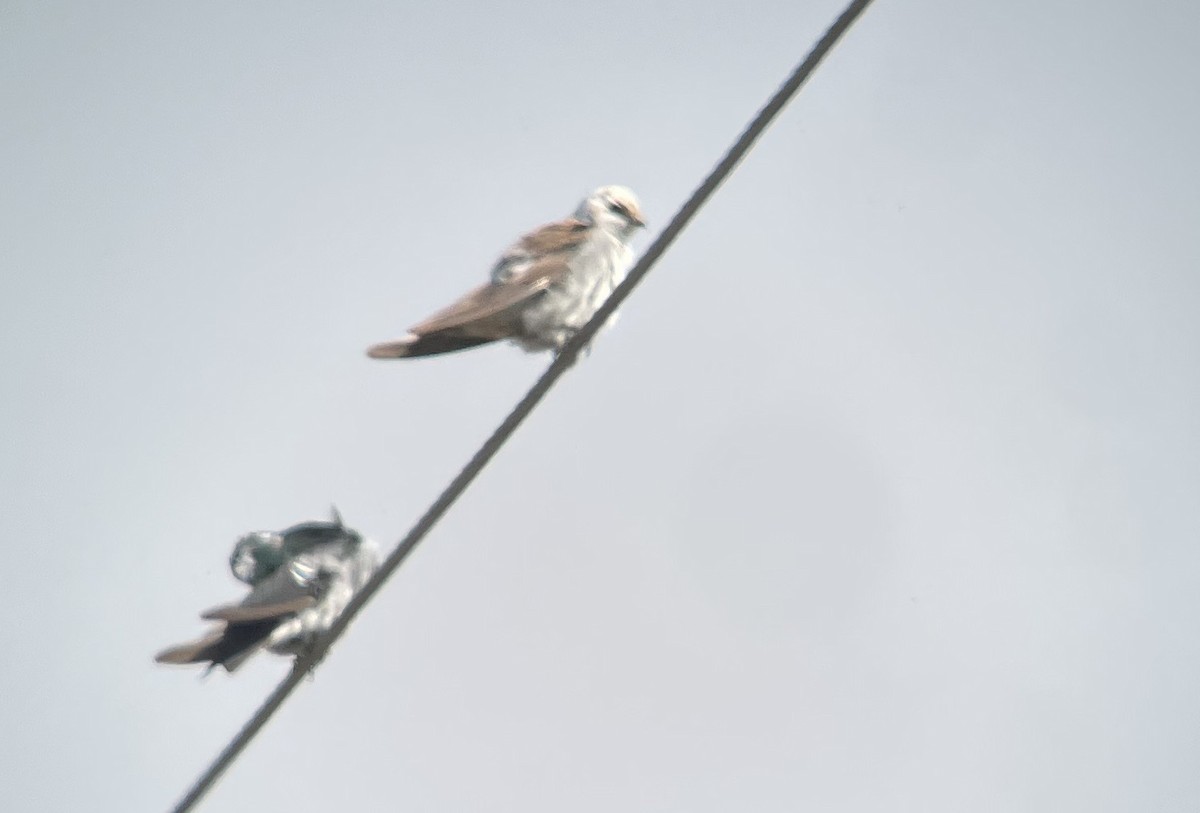 Violet-green Swallow - ML641021273